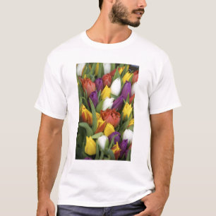 Camiseta Países Bajos, Holanda Meridional, Ámsterdam