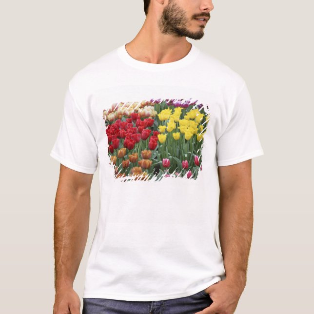 Camiseta Países Bajos, Jardines Keukenhoff, tulipanes. (Anverso)
