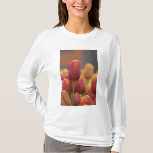 Camiseta Países Bajos (también conocido como Holanda), Liss