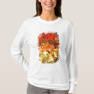 Camiseta Países Bajos (también conocido como Holanda), Liss