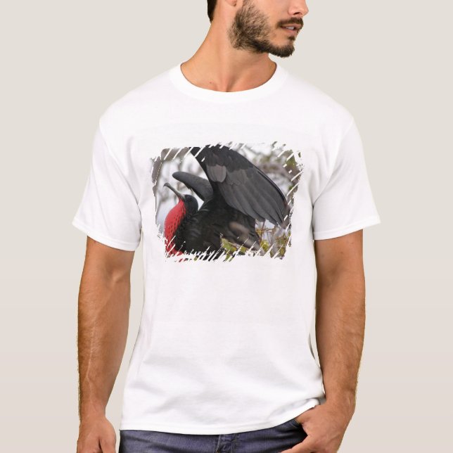 Camiseta Pájaro fragata magnífico (Anverso)