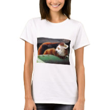 Panda roja el dormir