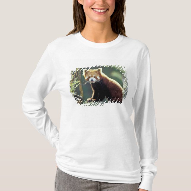 Camiseta Panda rojo Ailurus fulgens) (Anverso)