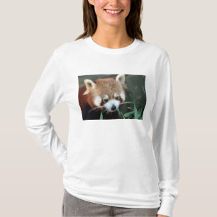 Camiseta Panda rojo, Taronga Zoo, Sydney, Australia