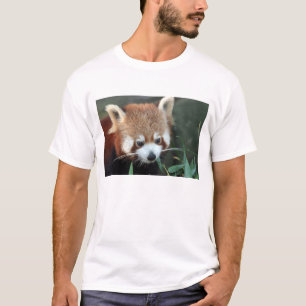 Camiseta Panda rojo, Taronga Zoo, Sydney, Australia