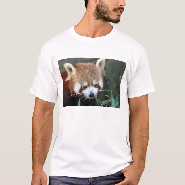 Camiseta Panda rojo, Taronga Zoo, Sydney, Australia (Anverso)