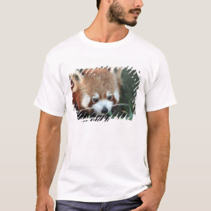 Camiseta Panda rojo, Taronga Zoo, Sydney, Australia