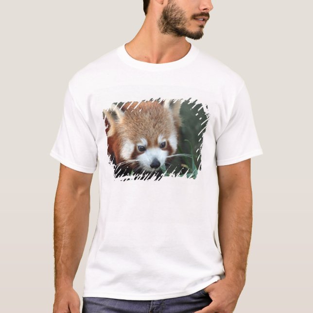 Camiseta Panda rojo, Taronga Zoo, Sydney, Australia (Anverso)