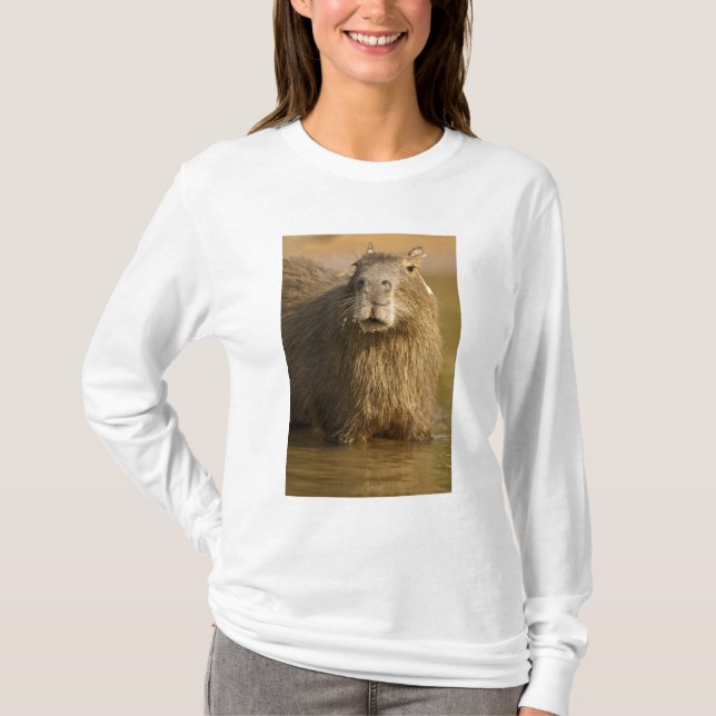 Camiseta Pantanal, Brasil, Carpincho, Hydrochoerus (Anverso)