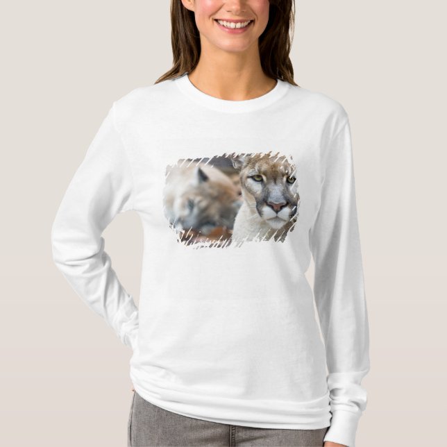 Camiseta Pantera de Florida (Anverso)