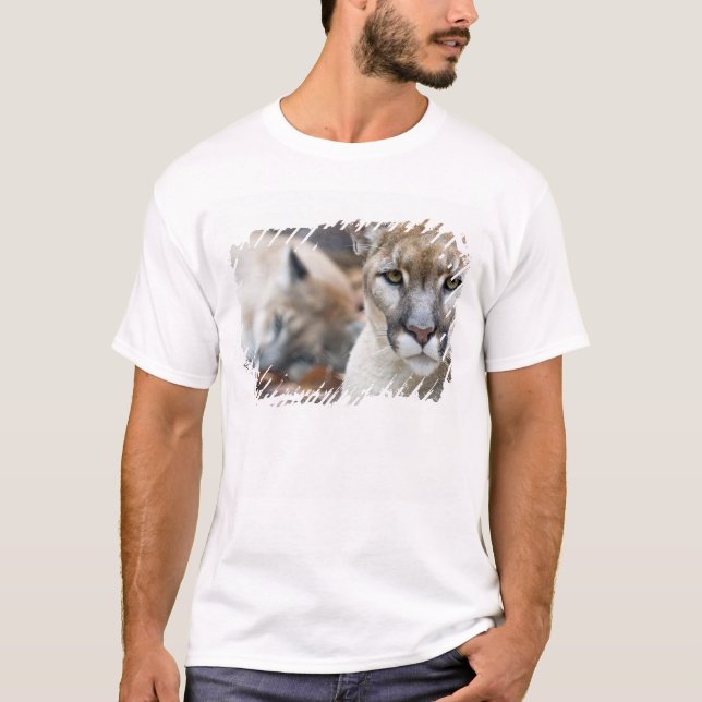 Camiseta Pantera de Florida (Anverso)
