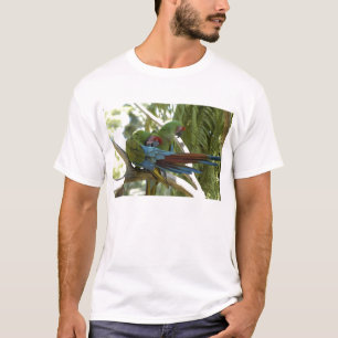 Camiseta Papagayos