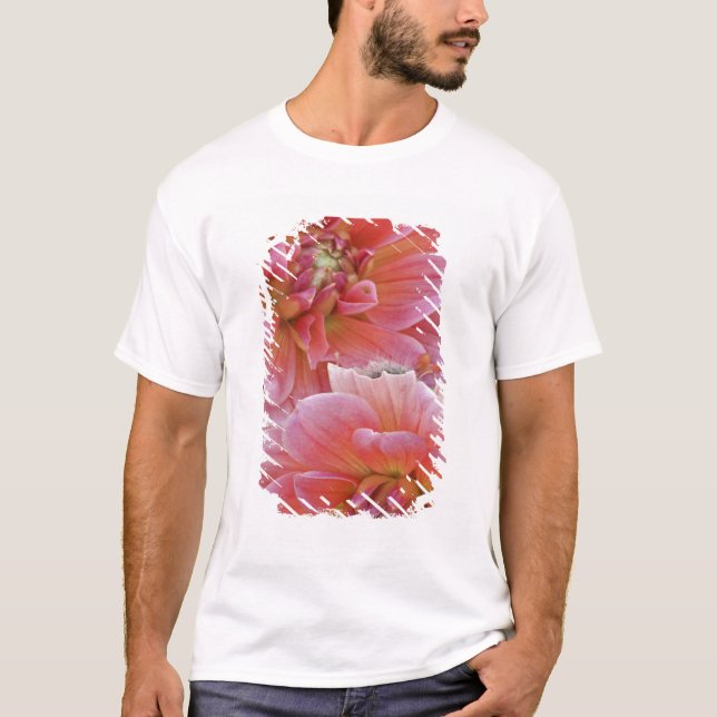 Camiseta Par de flores de Dalia, Dahlia spp. , (Anverso)