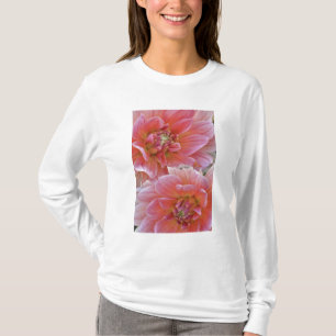 Camiseta Par de flores de Dalia, Dahlia spp. ,