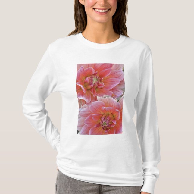 Camiseta Par de flores de Dalia, Dahlia spp. , (Anverso)