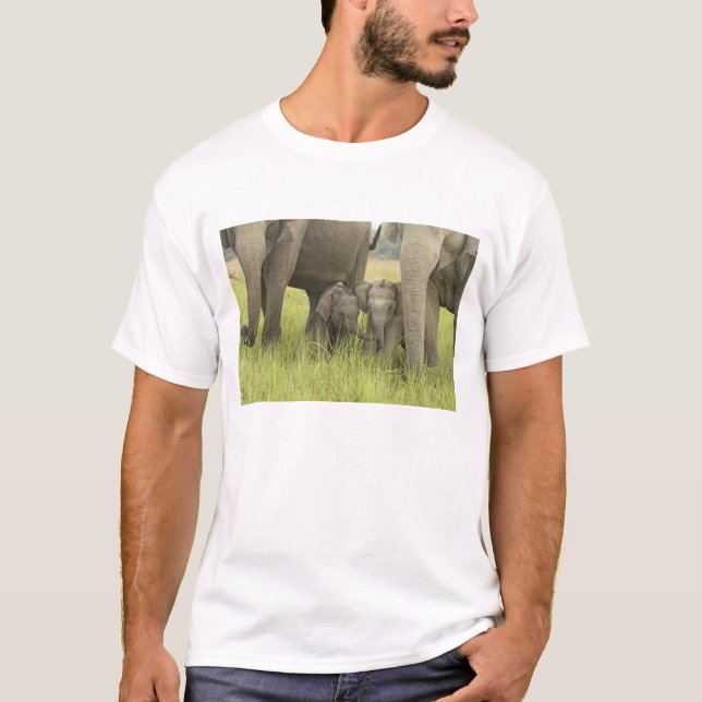 Camiseta Parque Nacional Corbett, Uttaranchal, India. (Anverso)