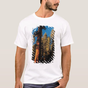 Camiseta Parque nacional de secoya, California 2