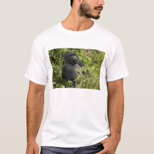 Camiseta Parque Nacional Volcanes, Gorila de Montaña