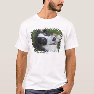 Camiseta Pastor australiano que se coloca en las piernas