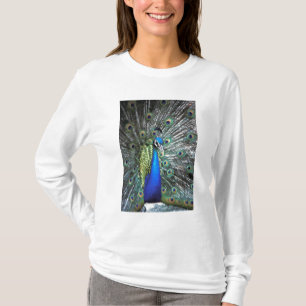 Camiseta Pavo real hermoso desplegando plumas coloridas