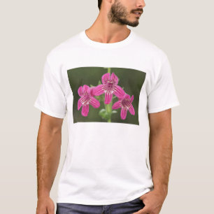 Camiseta Penstemon escarlata, Penstemon triflorus,