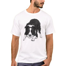 Perro Border Collie