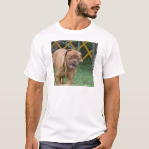 Camiseta Perro francés del mastín