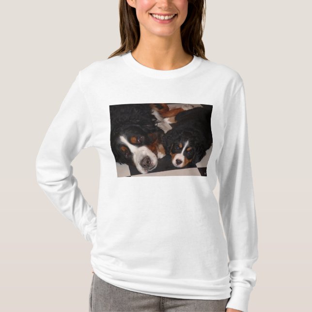 Camiseta Perros de montaña de Bernese se dirigen a la camis (Anverso)