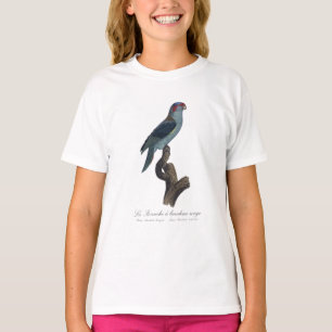 Camiseta Perruche a bandeau rouge / Musk Lorikeet