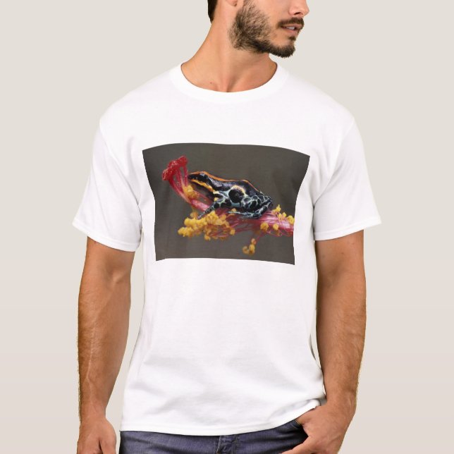 Camiseta Perú, Selva Lluviosa Peruana. Rana Veneno (Anverso)