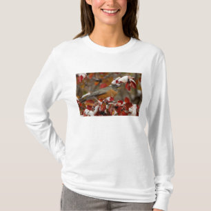 Camiseta Petirrojo americano macho en Espino negro