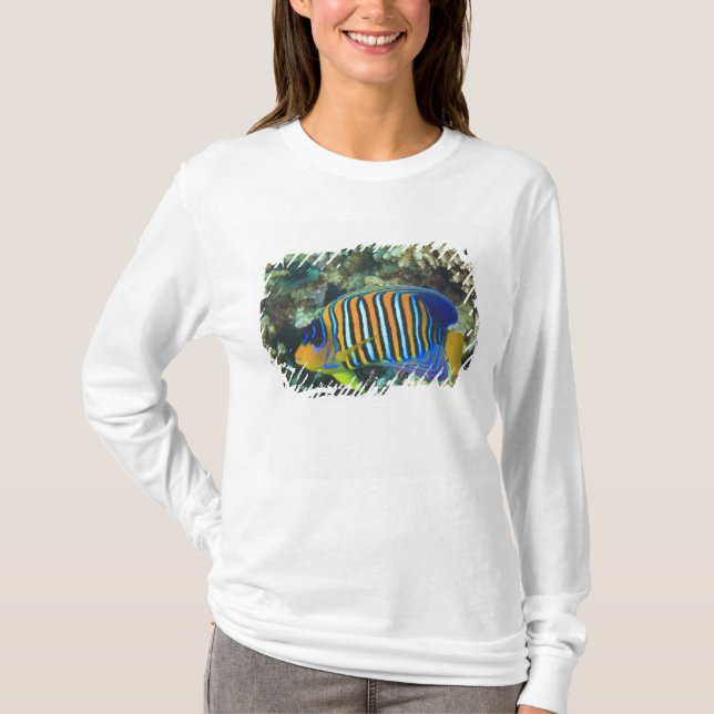 Camiseta Pez ángel real juvenil Pygoplites (Anverso)