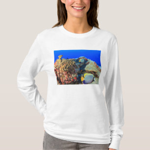 Camiseta Pez ángel real (Pygoplites diacanthus),