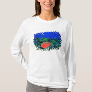 Camiseta Pez loro cabezón Scarus