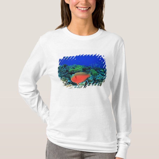 Camiseta Pez loro cabezón Scarus (Anverso)