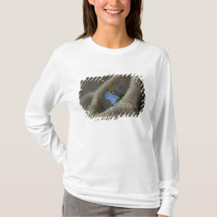 Camiseta Pez mariposa (Blenniidae) asomando la cabeza
