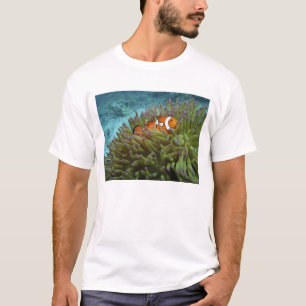 Camiseta Pez payaso occidental ( Amphiprion ocellaris )