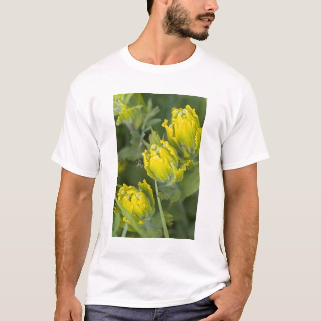 Camiseta Pincel dorado indio Castilleja (Anverso)