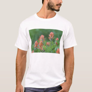 Camiseta Pincel indio, Castilleja miniata, Ouray,