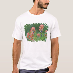 Camiseta Pincel indio, Castilleja miniata, Ouray,