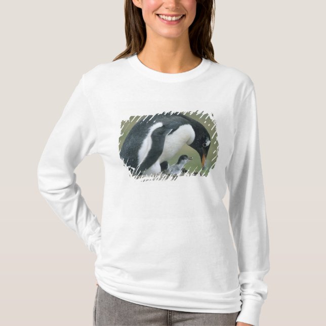 Camiseta Pingüino de Gentoo, (Pygoscelis papua), Islas Malv (Anverso)
