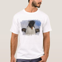 Pingüino de penacho amarillo Eudyptes chrysocome