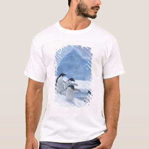 Camiseta Pingüinos Adelia (Pygoscelis adeliae) en hielo,