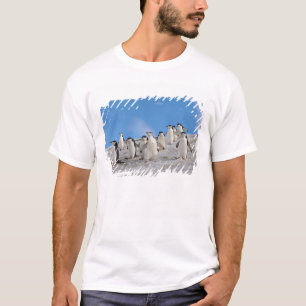 Camiseta Pingüinos de la Antártida   Pygoscelis Antarctica