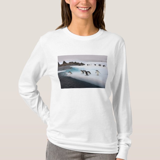 Camiseta Pingüinos de penacho amarillo (Anverso)
