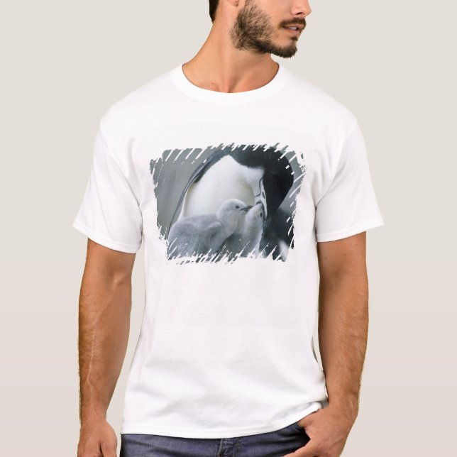 Camiseta Pingüinos de Penacho Blanco, Pygoscelis antarctica (Anverso)