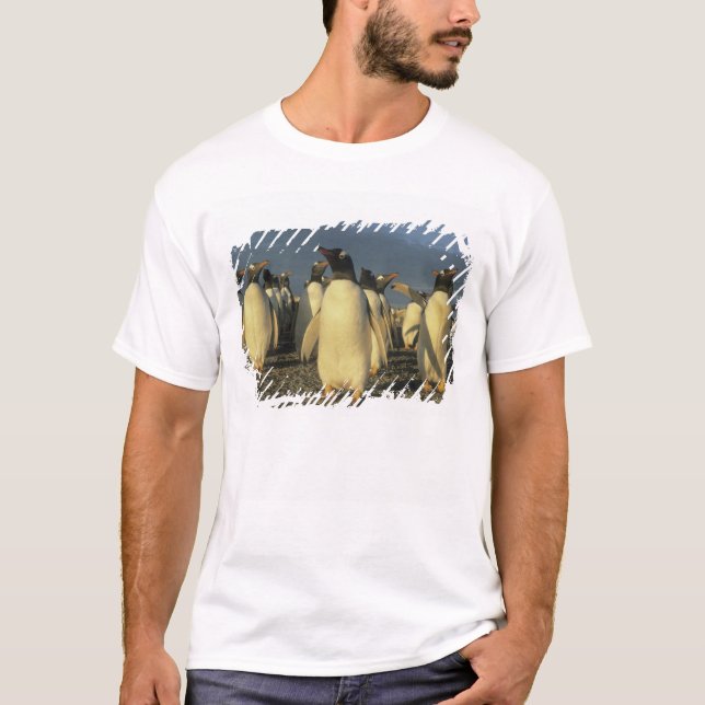 Camiseta Pingüinos Gentoo, (Papúa Pygoscelis), Malvinas (Anverso)