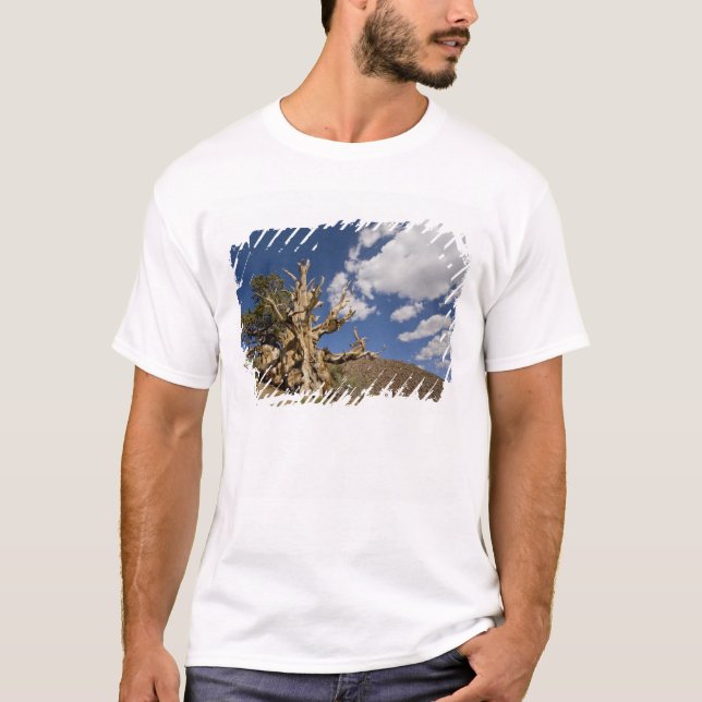 Camiseta Pino Bristlecone en el Bosque Antiguo Bristlecone, (Anverso)