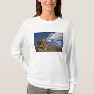 Camiseta Pino Bristlecone en el Bosque Antiguo Bristlecone,