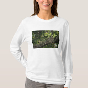 Camiseta Pino Rosa, Bletia purpurea, floreciendo en Mango